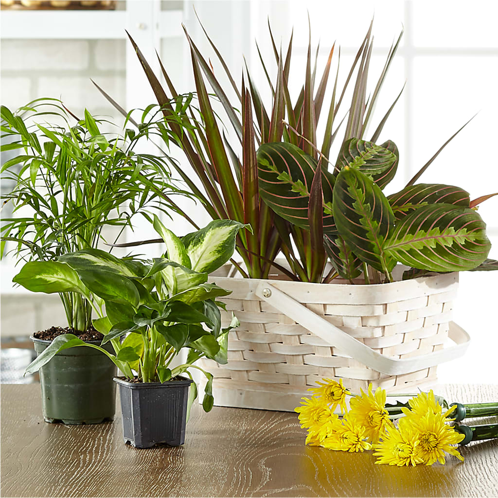 Florist Designed Blooming and Green Plants in a Basket – Vidor Florist, Vidor TX