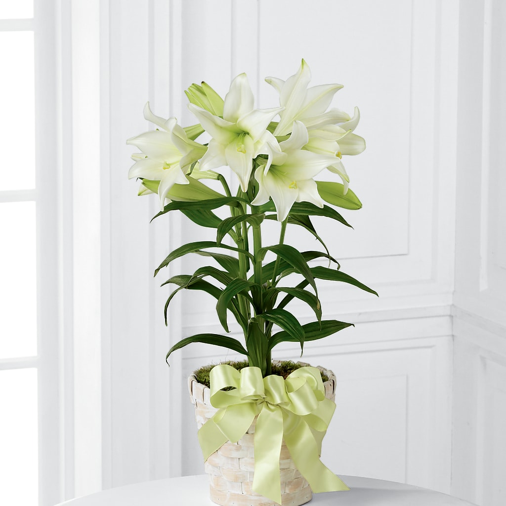 Easter Lily Plant – Vidor Florist, Vidor TX