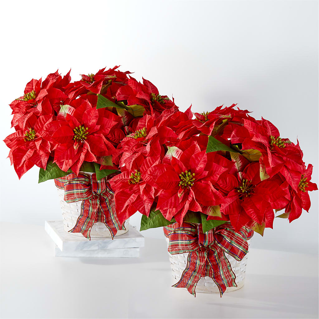 Happiest Holidays Poinsettia Bundle – Vidor Florist, Vidor TX