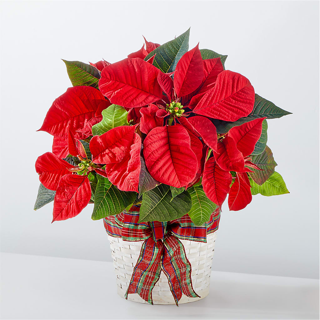 Happiest Holidays Poinsettia – Vidor Florist, Vidor TX