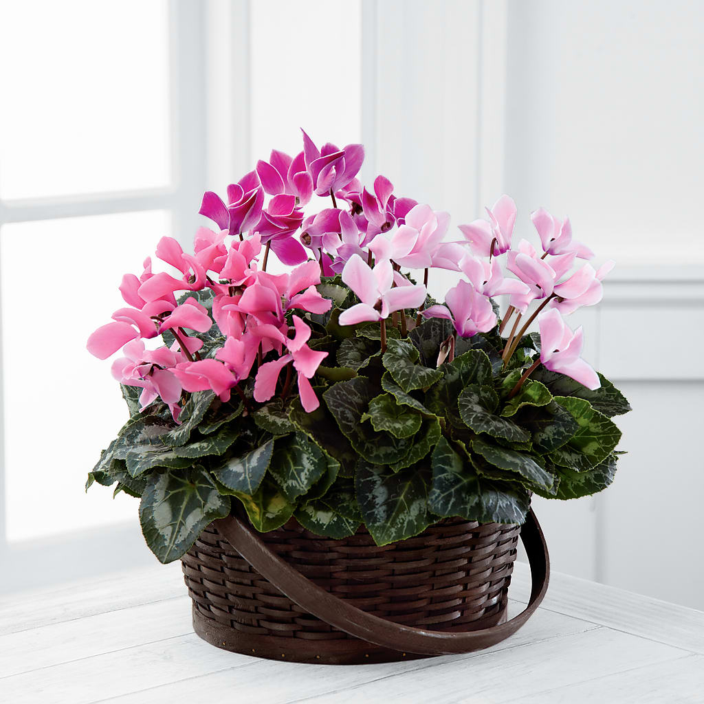 Mixed Cyclamen Planter – Vidor Florist, Vidor TX