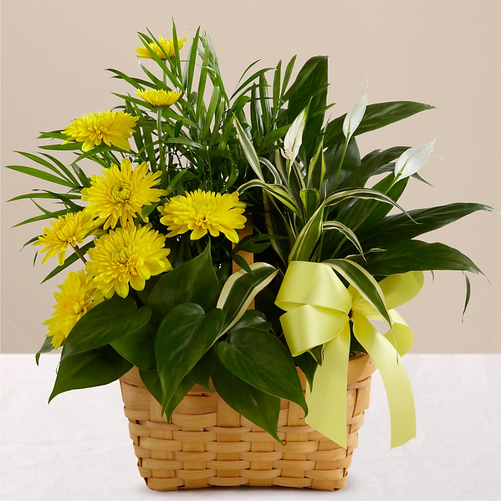 Loving Light Dishgarden – Vidor Florist, Vidor TX
