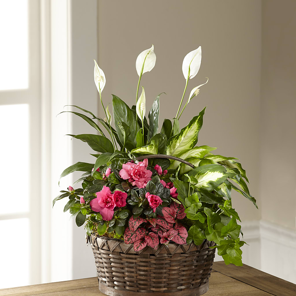 Dream in Pink Dishgarden – Vidor Florist, Vidor TX
