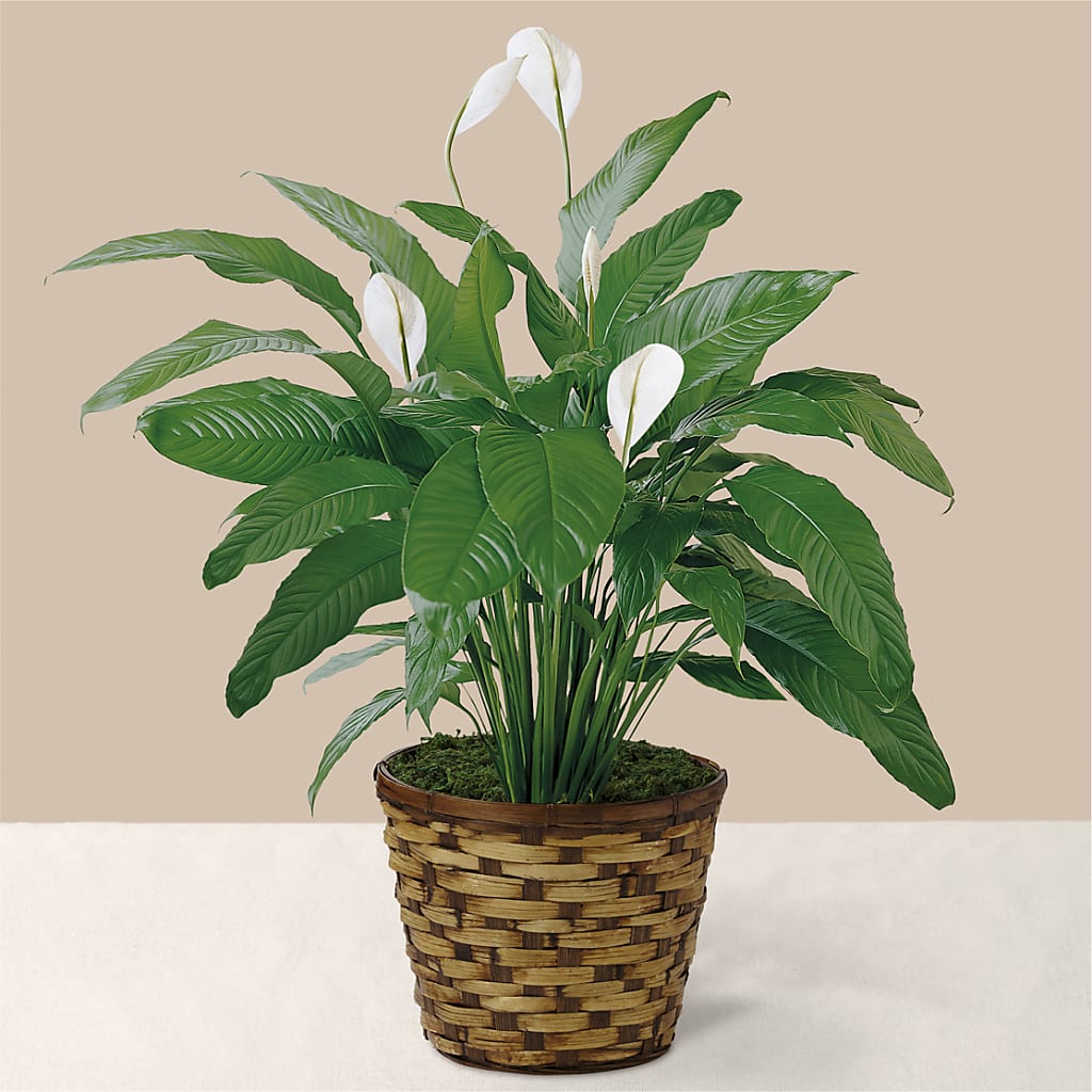 Tranquil Moments Peace Lily Plant – Vidor Florist, Vidor TX