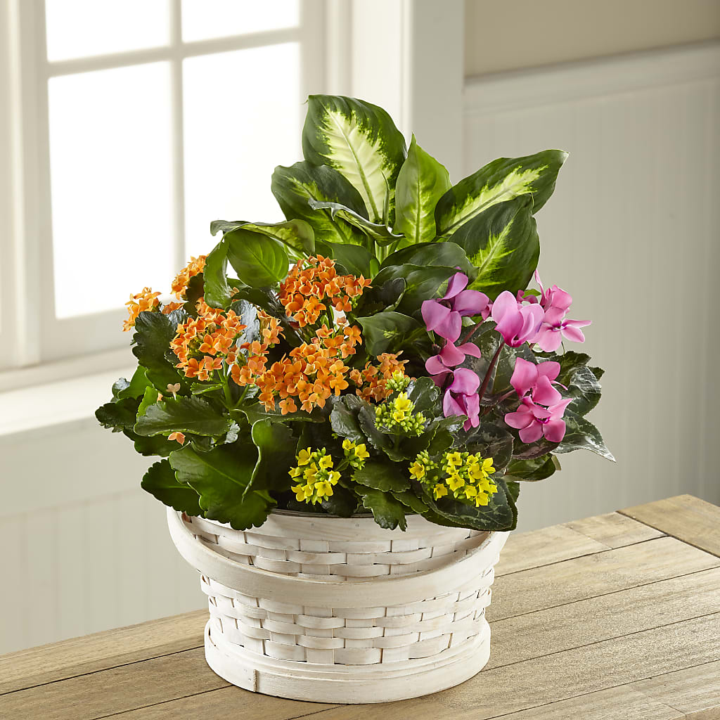 Color Crush Dishgarden – Vidor Florist, Vidor TX