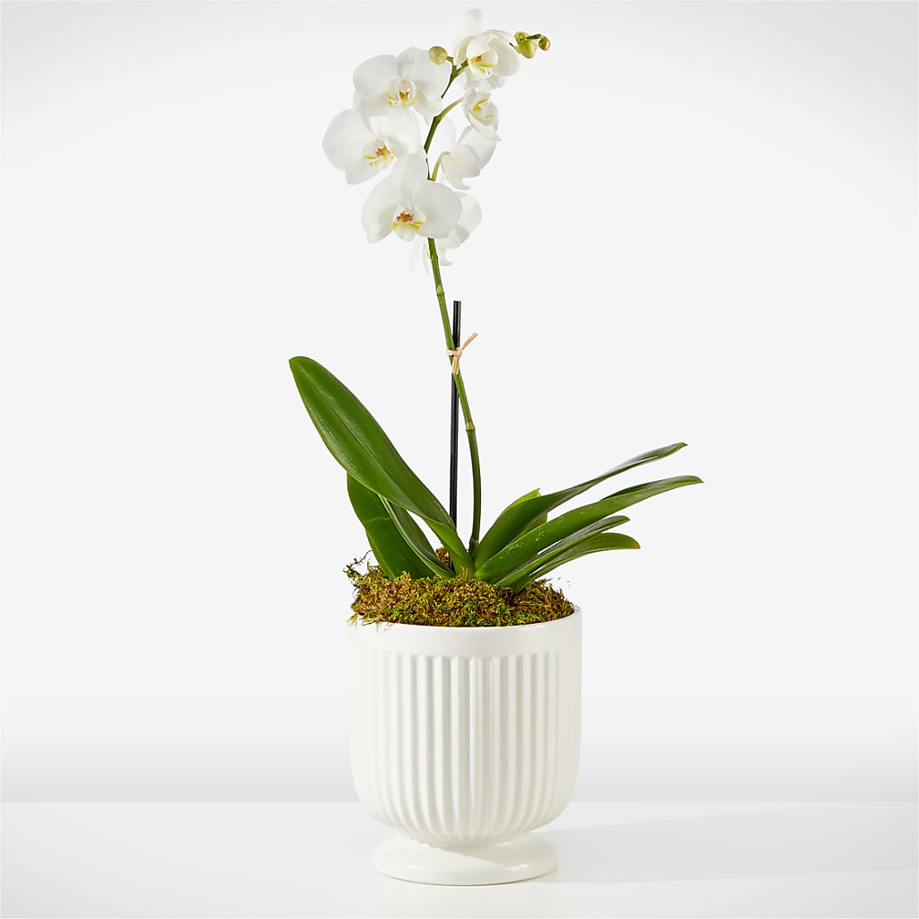 Whispering White Orchid – Vidor Florist, Vidor TX