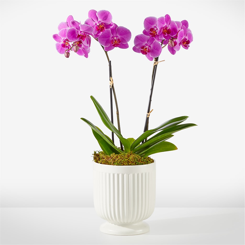 Friendly Fuchsia Orchid