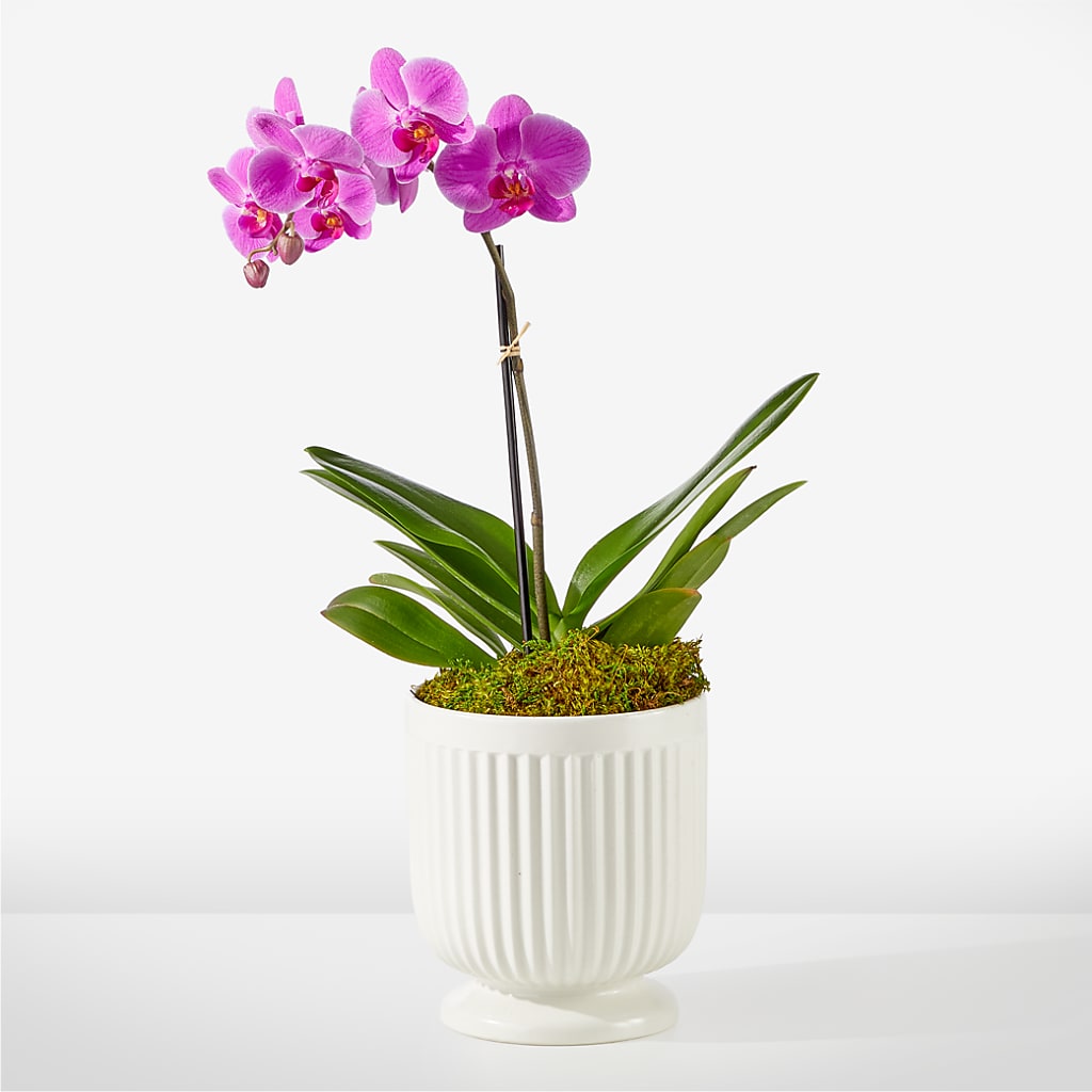 Friendly Fuchsia Orchid – Vidor Florist, Vidor TX
