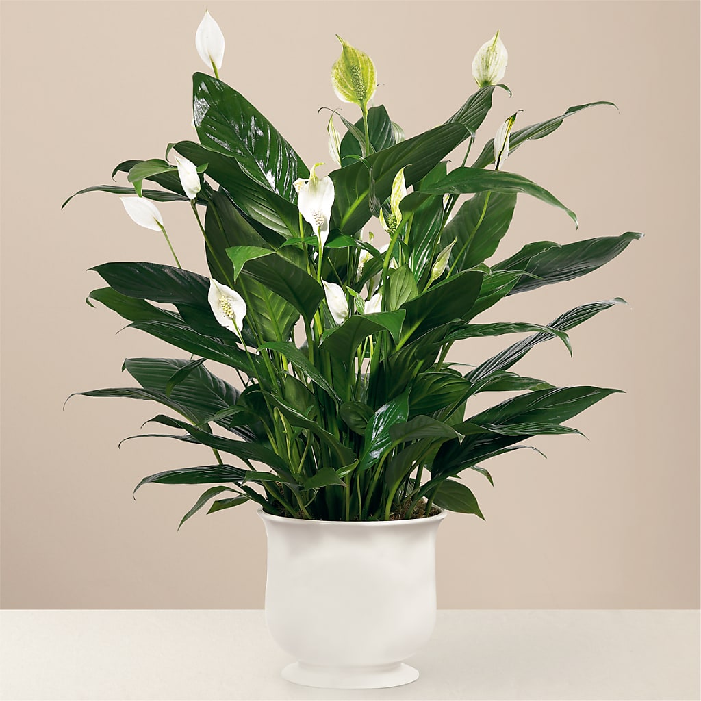Comfort Planter – Vidor Florist, Vidor TX