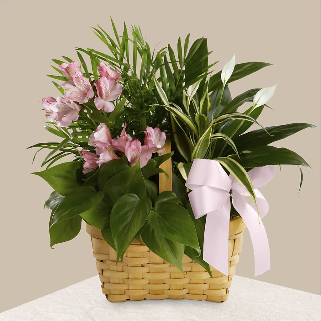 Living Spirit Dishgarden – Vidor Florist, Vidor TX