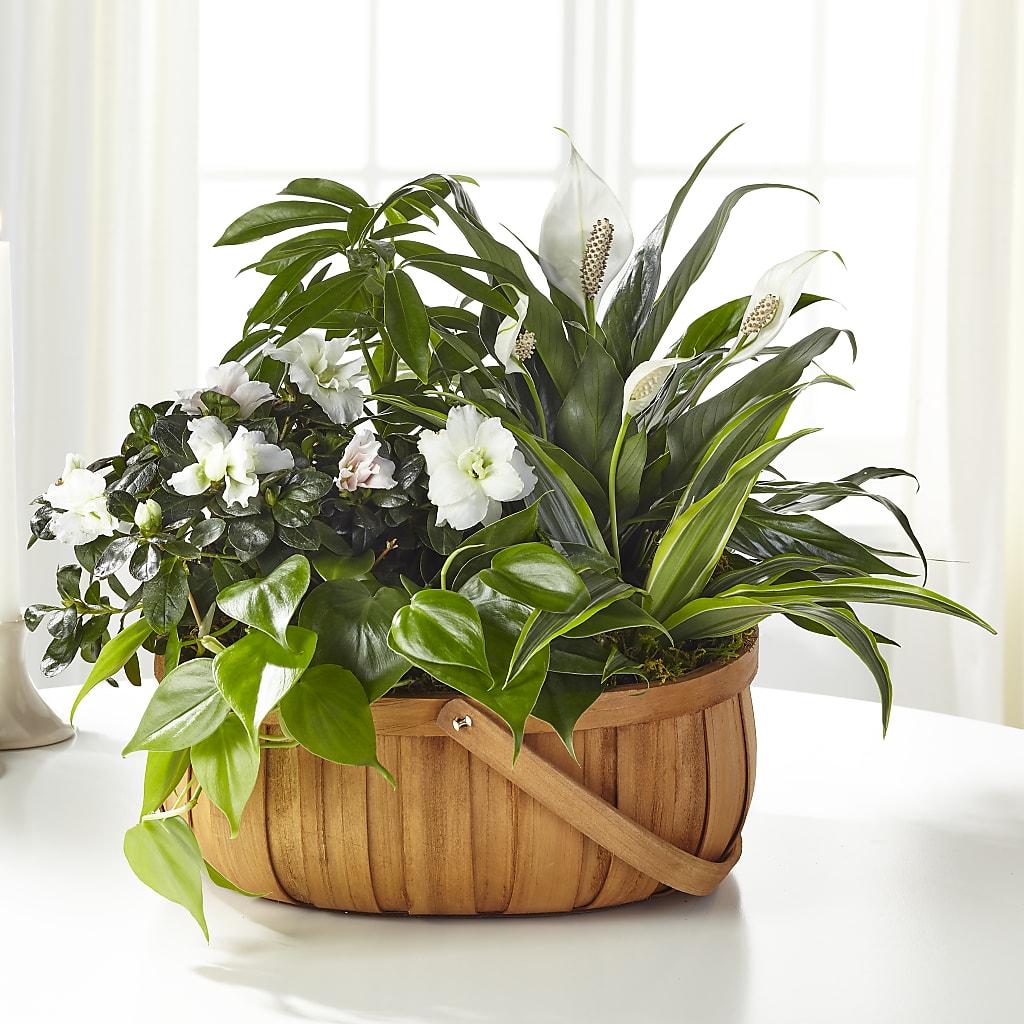 Serene Dishgarden – Vidor Florist, Vidor TX