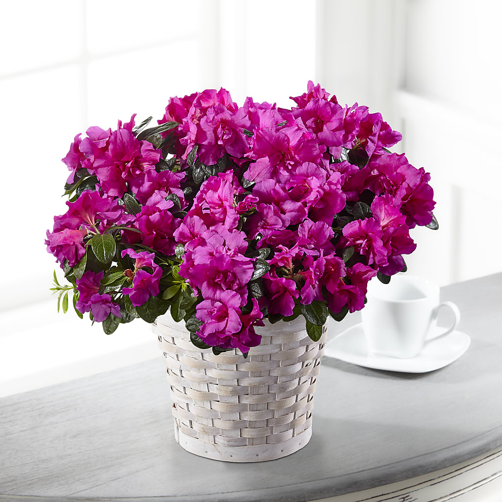 Hope & Serenity Azalea Plant – Vidor Florist, Vidor TX