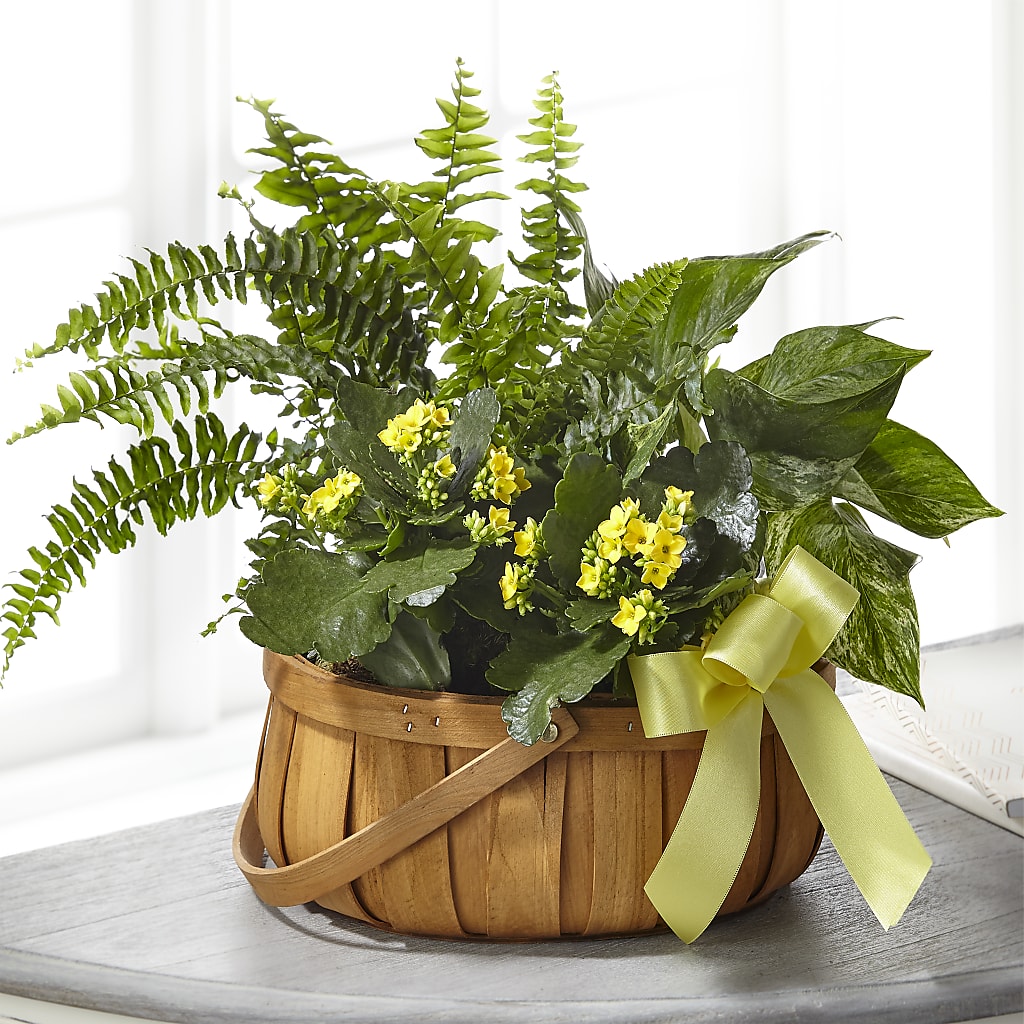 Always Dear Dishgarden – Vidor Florist, Vidor TX