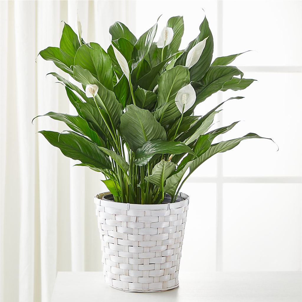 A New Leaf Peace Lily – Vidor Florist, Vidor TX