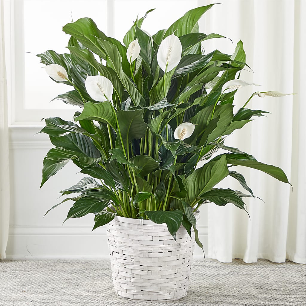 A New Leaf Peace Lily – Vidor Florist, Vidor TX