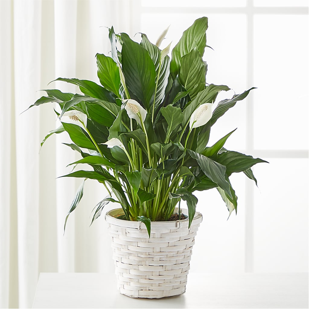A New Leaf Peace Lily – Vidor Florist, Vidor TX