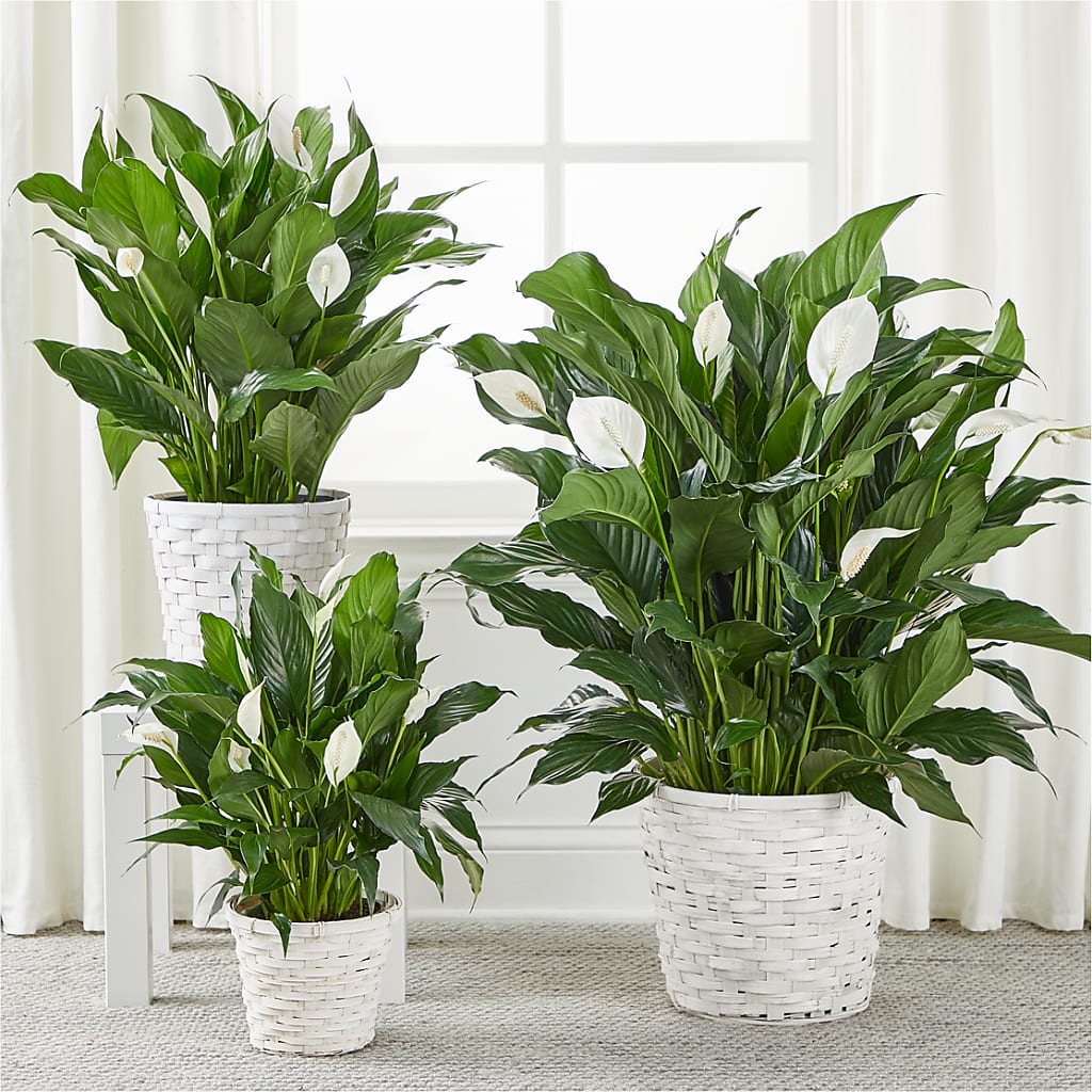A New Leaf Peace Lily – Vidor Florist, Vidor TX
