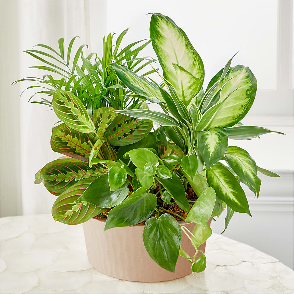Balance & Harmony Dishgarden – Vidor Florist, Vidor TX