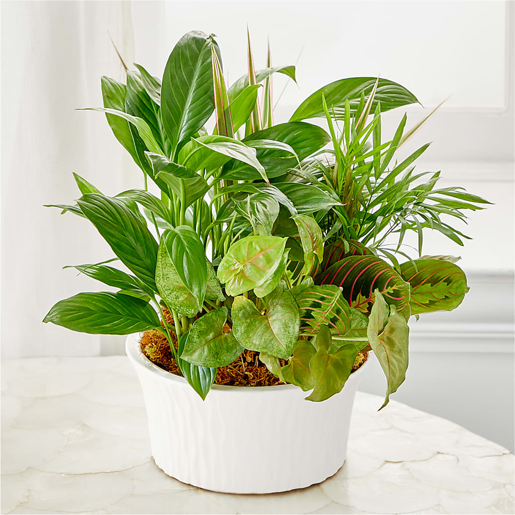 Balance & Harmony Dishgarden – Vidor Florist, Vidor TX