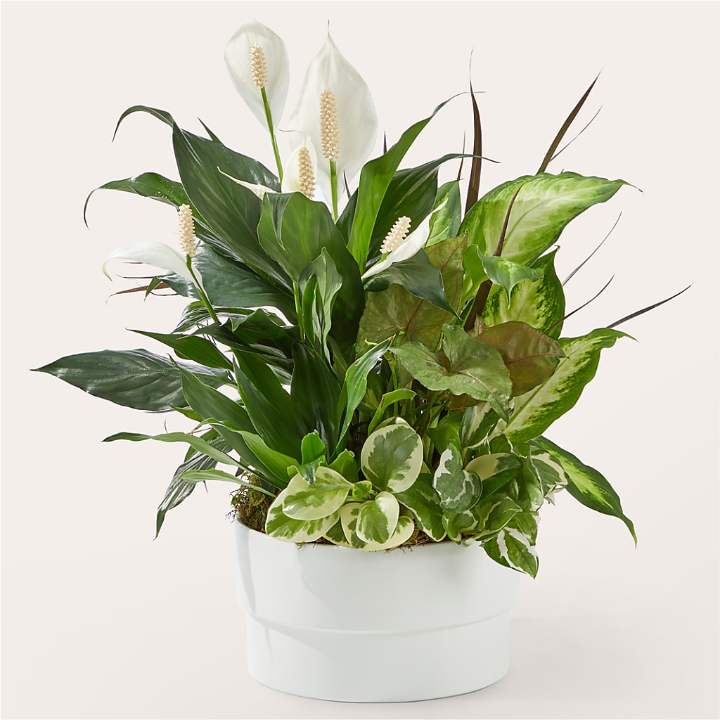 Radiating Positivity Dishgarden – Vidor Florist, Vidor TX