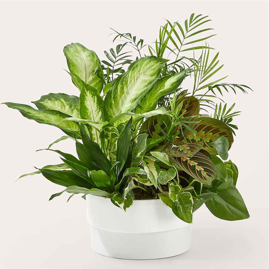Radiating Positivity Dishgarden – Vidor Florist, Vidor TX