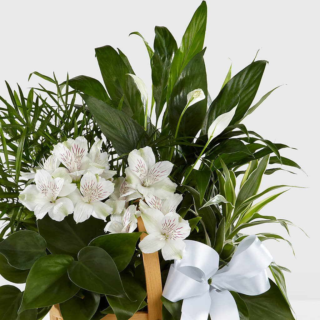 Peace & Serenity Dishgarden –  Vidor Florist, Vidor TX