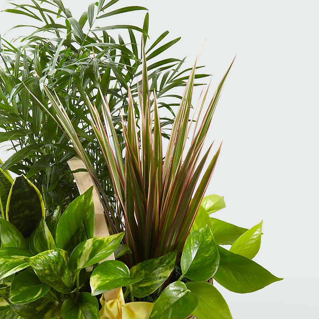 French Garden –  Vidor Florist, Vidor TX