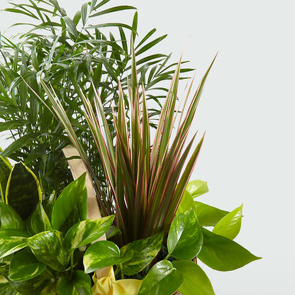 French Garden –  Vidor Florist, Vidor TX