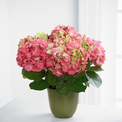 Pink Hydrangea Planter –  Vidor Florist, Vidor TX