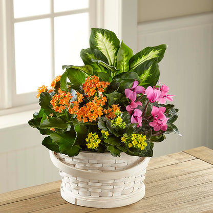 Color Crush Dishgarden –  Vidor Florist, Vidor TX