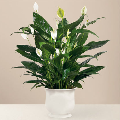 Comfort Planter –  Vidor Florist, Vidor TX