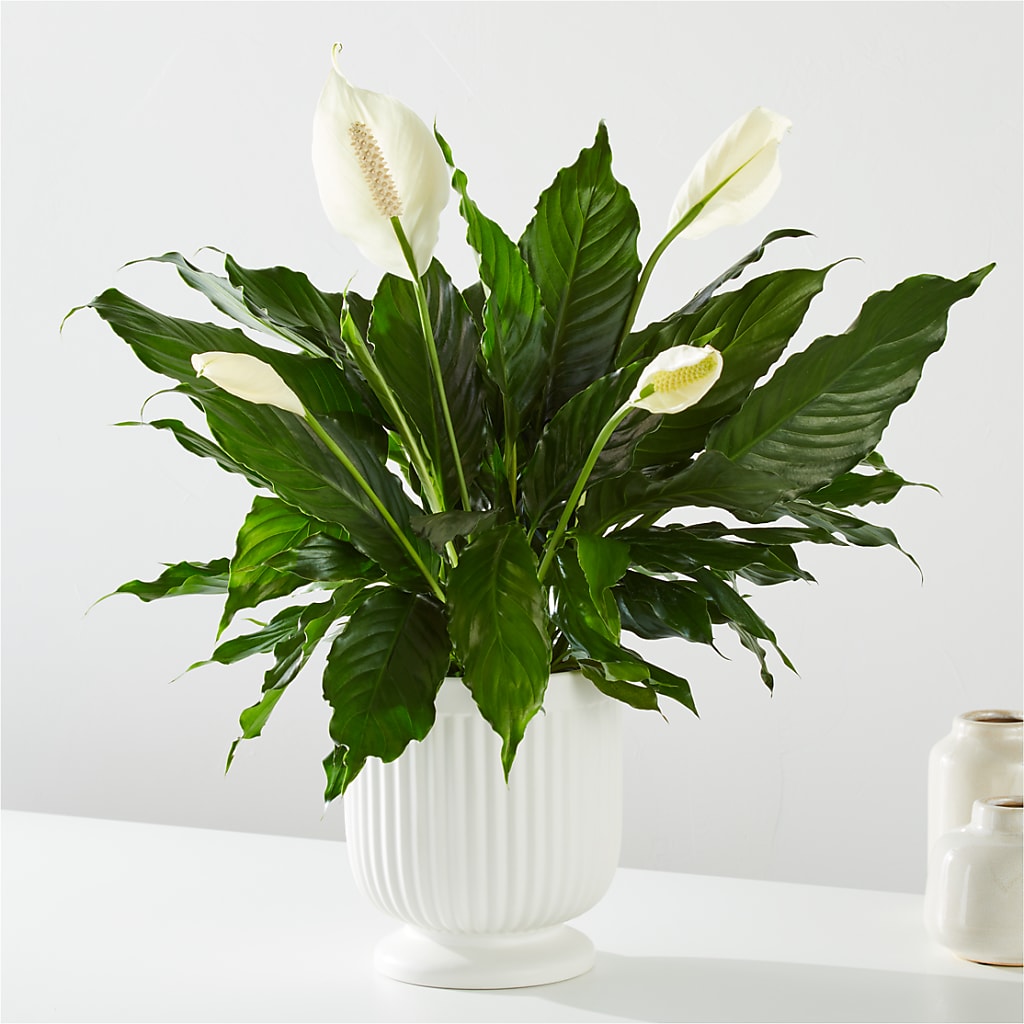 Comfort Planter –  Vidor Florist, Vidor TX