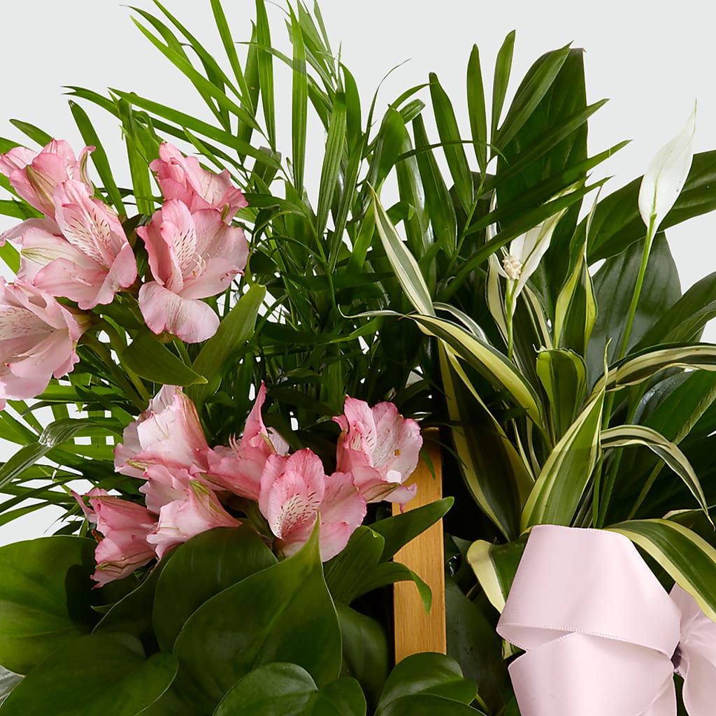 Living Spirit Dishgarden –  Vidor Florist, Vidor TX