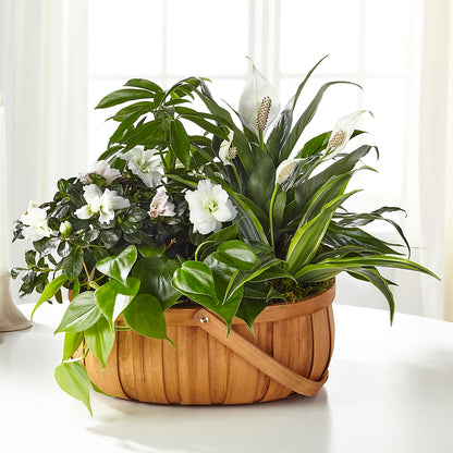 Serene Dishgarden –  Vidor Florist, Vidor TX