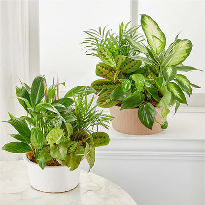 Balance & Harmony Dishgarden –  Vidor Florist, Vidor TX